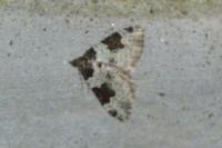 Xanthorhoe fluctuata