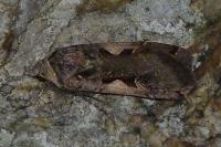 Xestia c-nigrum