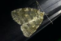 Epirrita