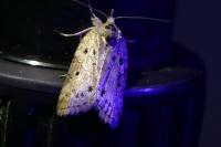 Nycteola revayana
