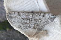 Peribatodes rhomboidaria rhomboidaria