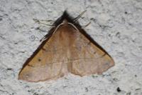 Colotois pennaria