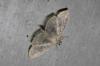 Patania ruralis