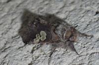 Diloba caeruleocephala