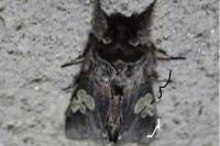 Diloba caeruleocephala