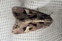 Trigonophora flammea