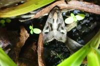 Trigonophora flammea