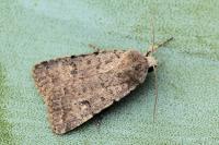 Caradrina flavirena