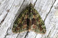 Chloroclysta siterata