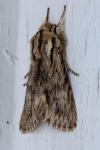 Asteroscopus sphinx