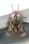 Asteroscopus sphinx