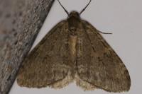 Epirrita