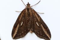 Chesias legatella