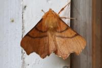 Ennomos erosaria