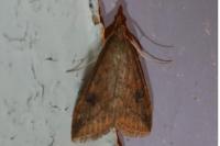 Udea ferrugalis