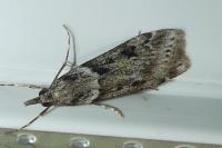 Eudonia angustea