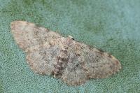 Scopula alba milleri