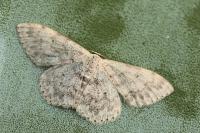Scopula alba milleri