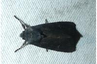 Aporophyla nigra