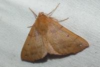 Colotois pennaria