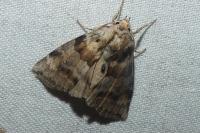 Cymatophorina diluta