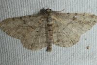 Peribatodes