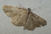 Peribatodes