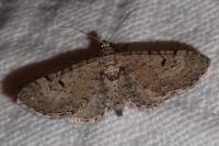 Eupithecia pimpinellata