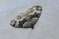 Epirrhoe alternata