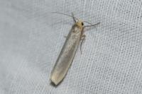 Eilema caniola