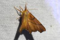 Ennomos erosaria