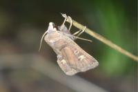 Xestia xanthographa