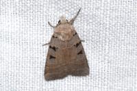 Eugnorisma glareosa
