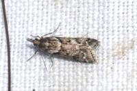 Eudonia angustea