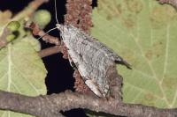 Aplocera efformata/plagiata