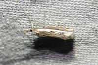 Catoptria falsella