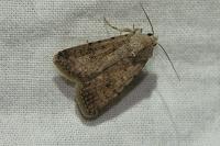 Caradrina clavipalpis