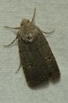Caradrina flavirena
