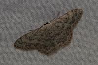Scopula marginepunctata