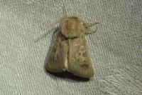 Episema glaucina