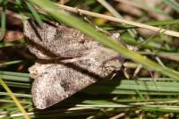 Agrotis segetum