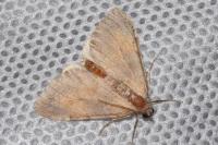Pennithera firmata firmata