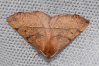 Colotois pennaria