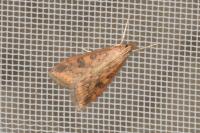 Udea ferrugalis