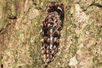 Lymantria monacha