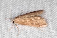 Parapoynx stratiotata