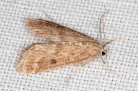 Parapoynx stratiotata