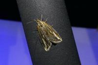 Chesias legatella