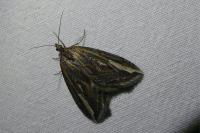 Chesias legatella