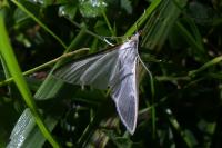 Palpita vitrealis